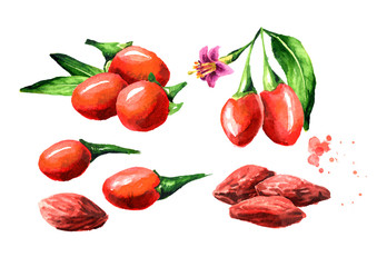 Dried and fresh Goji berries or Lycium barbarum set. Watercolor hand drawn illustration isolated on white background