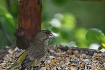 Green Goldfinch sits on the feeder and eats seeds and sunflower