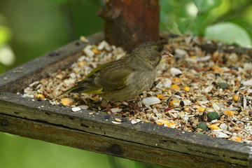 Green Goldfinch sits on the feeder and eats seeds and sunflower