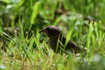 Goldfinch collects food in its beak in the grass