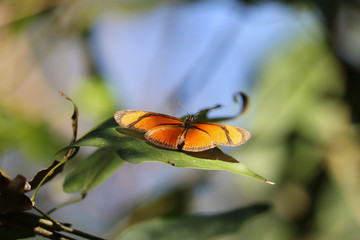 butterfly on leaf