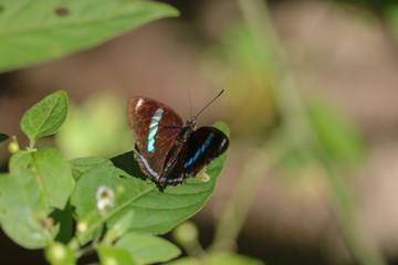 butterfly on leaf