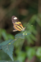 butterfly on a flower