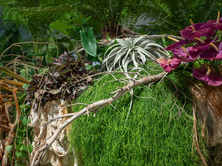 Flowers and plants in lush vegetation