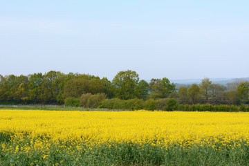 Fototapeta premium Bright yellow rapeseed in Kent, England