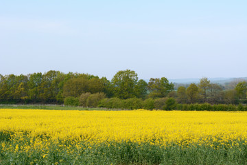Bright yellow rapeseed in Kent, England