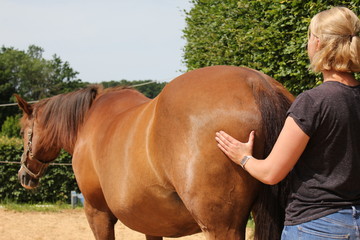physical therapy for horse, Exercise and regeneration for horses, woman is working with horse for...