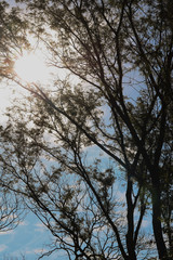 Obraz premium tree in the sky