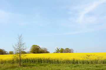 English farm field full of bright yellow rapeseed