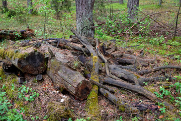 Forests in Lithuania