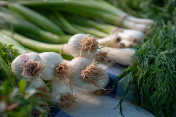This is a color image of freshly picked green onions or scallions for sell at a local farmers market
