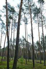 Forests in Lithuania