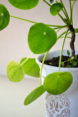 plant pileya