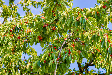 Wiśnia, czereśnia dojrzewająca na gałęzi w sadzie