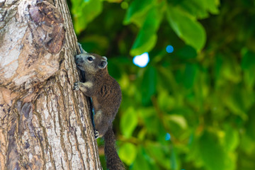 squirrel on a tree. squirrel in a tree watching the photographer while looking for food.