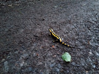 The fire salamander (Salamandra salamandra) is possibly the best-known salamander species in Europe. Macro portrait on a forest street in Germany