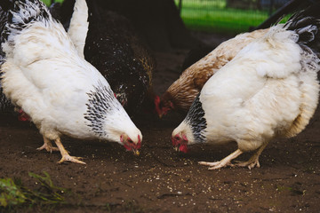 Poultry farm shows chickens pecking at ground eating off dirt.