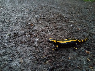 The fire salamander (Salamandra salamandra) is possibly the best-known salamander species in Europe. Macro portrait on a forest street in Germany