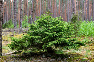 Forests in Lithuania