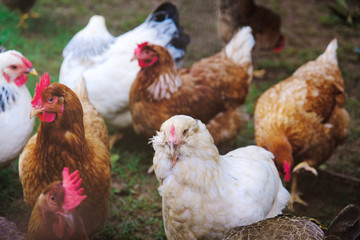 Group of chicken hens on farm close up.