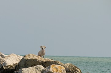 Dog on the rocks looking for someone