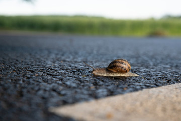 A snail on a road with a white line