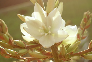 Yucca White Flower Close Up     