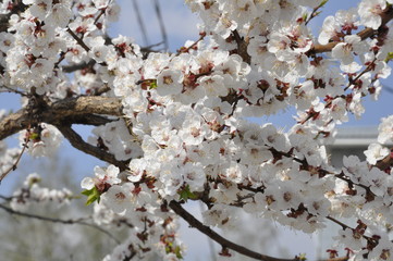 White flowers on the tree bloom in summer. flowered branch apricots and cherries