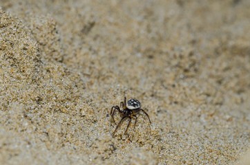 Specimen of Steatoda Albomaculata on the sand