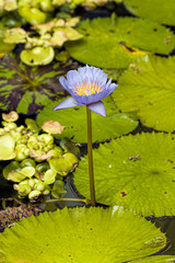 Water lily in a garden pond.