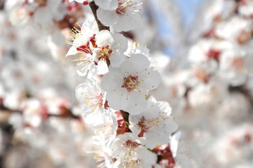 White flowers on the tree bloom in summer. flowered branch apricots and cherries