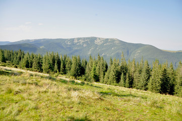 A large forest of green spruce trees grows on a mountainside.