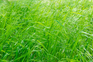 green grass