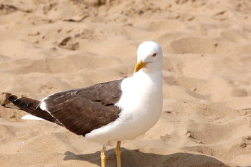 Möwe am Strand und im Flug