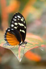 Fototapeta na wymiar Plain tiger butterfly on a leaf.