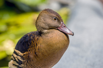 Close up of a whistling tree duck.
