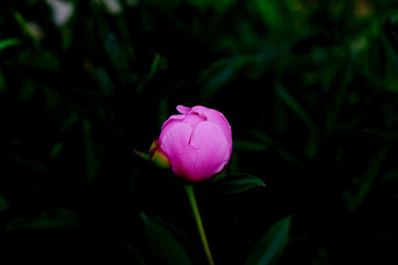 Pink Peony bud close up on plant in garden.