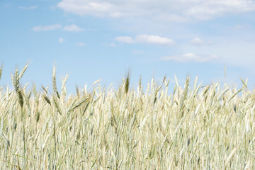 Wheat field on blue cloudy sky background
