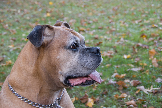 Boxer dog is looking to the right as the picture was taken.