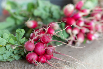 This color phot is of a group of radishes will shallow focus. They are on sale at a local Farmer's market.