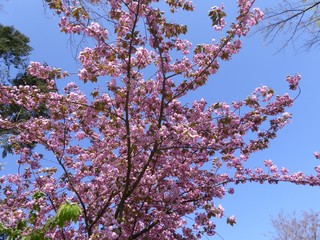 Kirschbaum mit lila Blüten im Frühling.