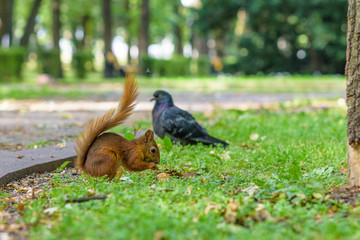 Squirrel plays in the summer in the park.
