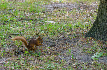 Squirrel plays in the summer in the park.