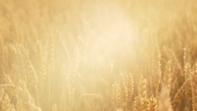 Crop harvesting. Yellow field of rye or wheat moving in the wind. Grain production