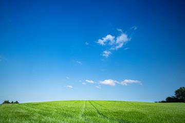 Green field under a blue sky in the summer