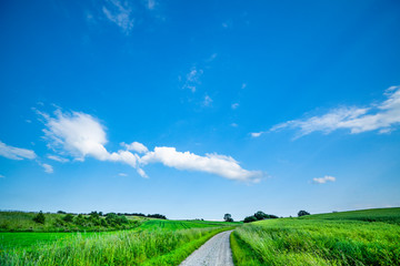 meadow, land, grass, field, green, nature, landscape, blue, sunlight, horizon, sky, environment, cloud, spring, rural, scene, weather, road, path, sunny, beautiful, fresh, country, white, season,