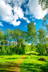 Trees in a green park under a blue sky