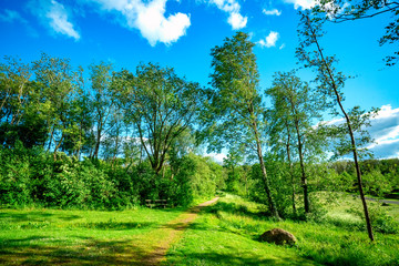 Fototapeta premium Nature trail in a green park with trees