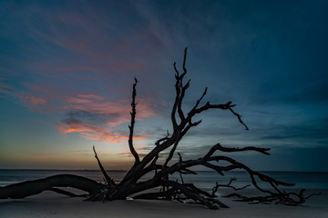 This is a color image of driftwood trees along the shore of Driftwood Beach in Jekyll Island, Georgia.