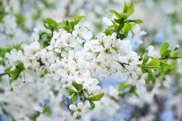 white apple flowers, selective focus